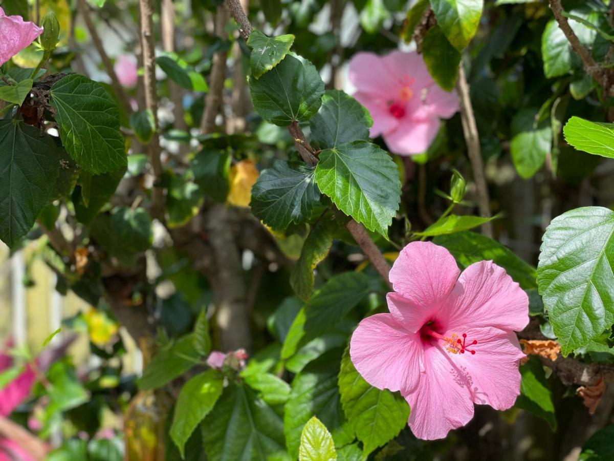 卡纳维拉尔角Casa Flamingo别墅 外观 照片